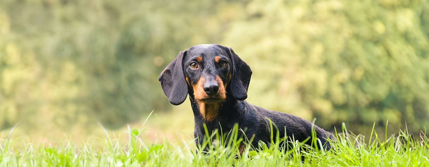 Hound Dog Breeds: Sizes, Personality & Behaviour | Purina
